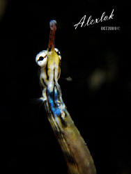 Night dive at Mabul island, Sabah. Pipefish everywhere, p... by Alex Lok 